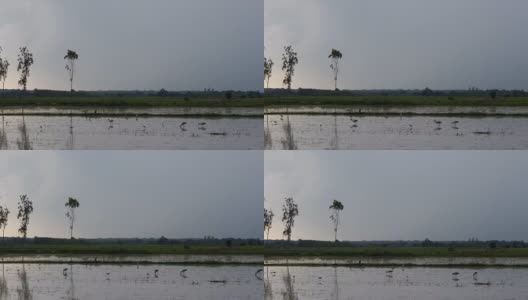 雨中稻田里的鸟高清在线视频素材下载