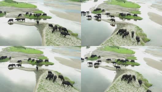 在水边吃草的黑野牛。高清在线视频素材下载