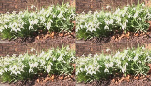 白色的雪花莲盛开在花园里高清在线视频素材下载