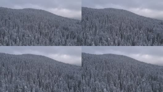 冬季的空中翱翔在白雪覆盖的松树林地上。在山上滑雪度假。高清在线视频素材下载