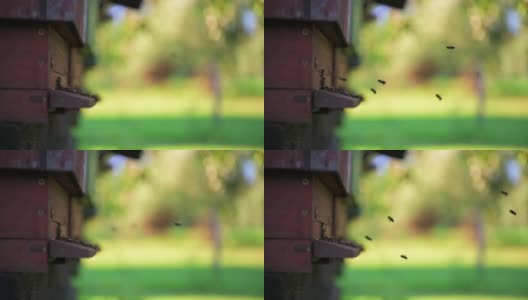 蜂房，侧视图，蜜蜂到达蜂房，慢镜头。景深浅，选择性聚焦。高清在线视频素材下载