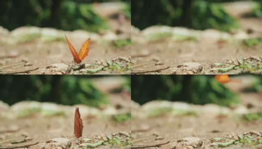 蝴蝶飞离地面在自然森林，特写慢镜头高清在线视频素材下载