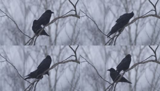 白俄罗斯，冬天松树林中的普通乌鸦高清在线视频素材下载