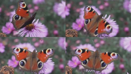 蝴蝶孔雀眼。从花中采集花蜜高清在线视频素材下载