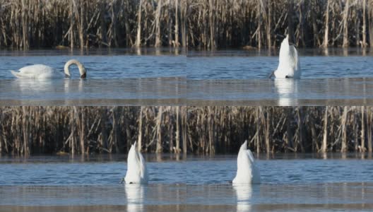野生的鸟哑天鹅(天鹅色)在冬天游泳在池塘上的雪景，捷克共和国欧洲野生动物高清在线视频素材下载