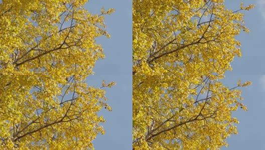 在爱沙尼亚刮风的日子里，黄叶的apsen树高清在线视频素材下载
