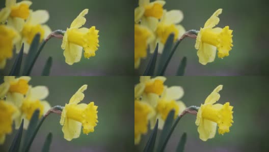 黄色的黄水仙，或叫永葵，在一场春雨中仍然湿漉漉的，在风中摇曳高清在线视频素材下载