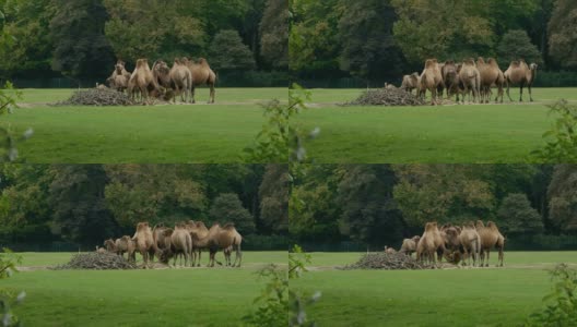 多云的日子里，在空地上吃草的骆驼高清在线视频素材下载