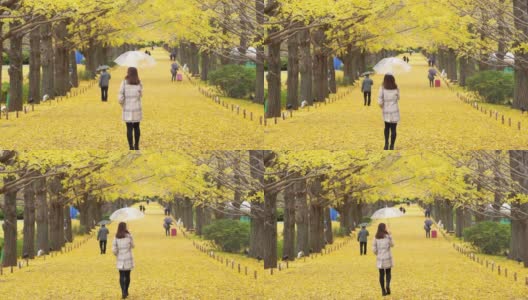 亚洲女性游客撑着伞在雨中行走，看着美丽的黄色银杏叶在秋天落下在日本昭和基嫩公园的4K后视图。日本旅游和季节变化的概念高清在线视频素材下载