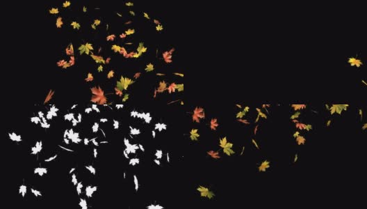 枫叶秋叶落在黑色的背景上。高清在线视频素材下载