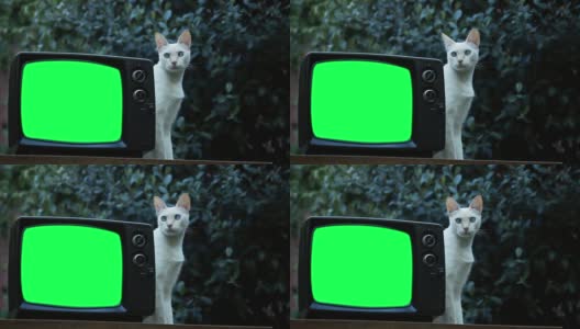 白猫和绿屏复古电视。高清在线视频素材下载