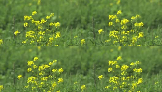 黄色盛开的油菜花田高清在线视频素材下载