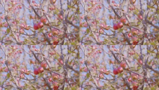 鲜红可口的苹果彼此紧挨着，挂在树枝上，轻轻在苹果园里随风飘荡。模糊的背景。高清在线视频素材下载