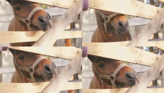一个漂亮的棕色马透过栅栏窥视的特写。马的鼻孔很大。马农场。围场中的马。有选择性的重点。高清在线视频素材下载