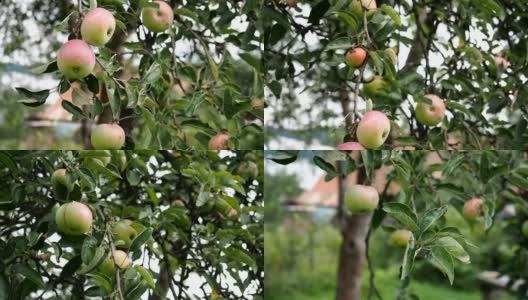苹果水果在树枝上的高清高清在线视频素材下载