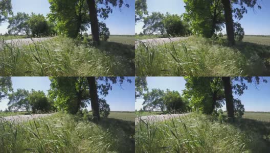 绿草从风移到太阳高清在线视频素材下载