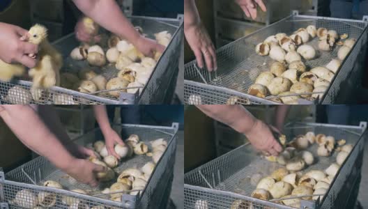 家禽饲养场的工作人员正在把小鸭子从蛋壳中取出高清在线视频素材下载