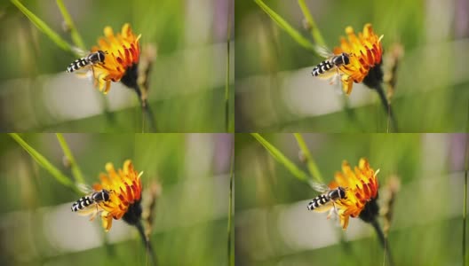 黄蜂从高山绉花收集花蜜高清在线视频素材下载