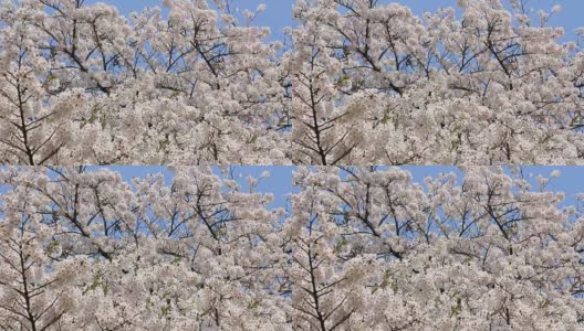 樱花的花,将日本秋田犬高清在线视频素材下载