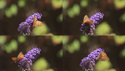 海神花上的贝母蝶高清在线视频素材下载