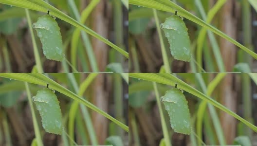 雨后树叶上的蝴蝶蛹。高清在线视频素材下载