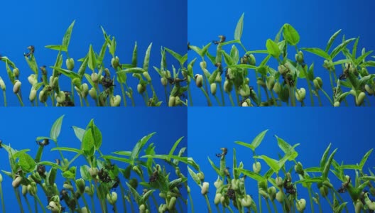 植物茎时间流逝蓝屏背景DCI 4K高清在线视频素材下载