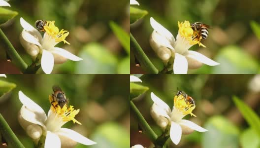 Bee eating  pollen flower高清在线视频素材下载