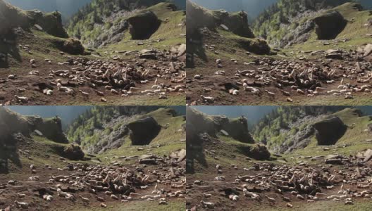 一群羊在山顶上晒太阳取暖高清在线视频素材下载