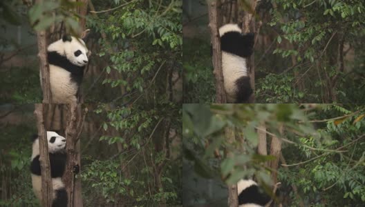 树上一只可爱的熊猫宝宝，4k高清在线视频素材下载