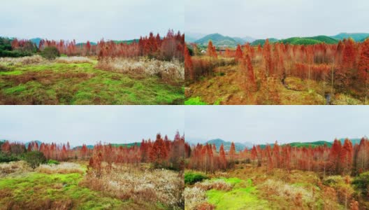 秋天红红的水杉高清在线视频素材下载