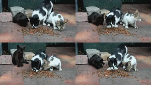 街头巷尾的猫吃猫食高清在线视频素材下载