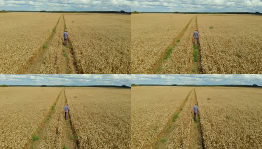 帽子上的农民在小麦田里检查作物。鸟瞰穿过麦田的人。麦田农民行走景观自然农业生长无人机镜头人的天空。4K超高清高清在线视频素材下载
