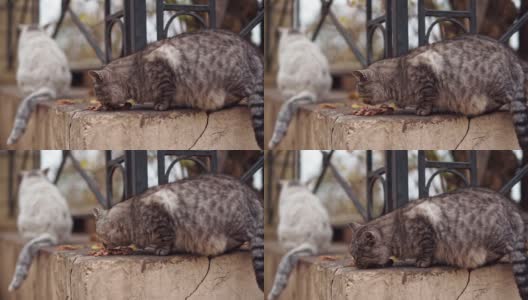灰色怀孕流浪猫在敖德萨公园外面吃东西高清在线视频素材下载