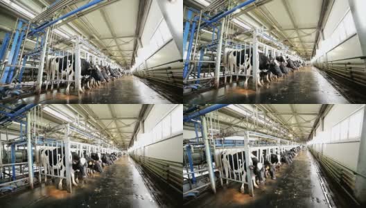 奶牛在牛棚里的挤奶机前排队高清在线视频素材下载