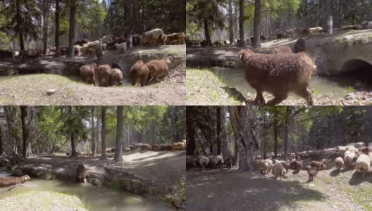 中国新疆，牧民在夏季牧场放牧。高清在线视频素材下载