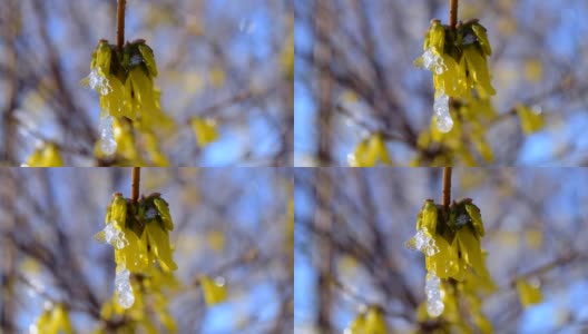 黄花上覆盖着一层雪高清在线视频素材下载