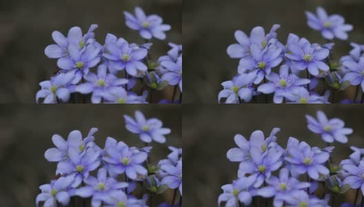 野生自然界中盛开的蓝肝苔花和欧洲火虫。春天的时间。獐耳细辛Nobilis高清在线视频素材下载