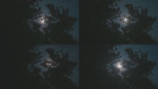 夜树剪影月亮高清在线视频素材下载
