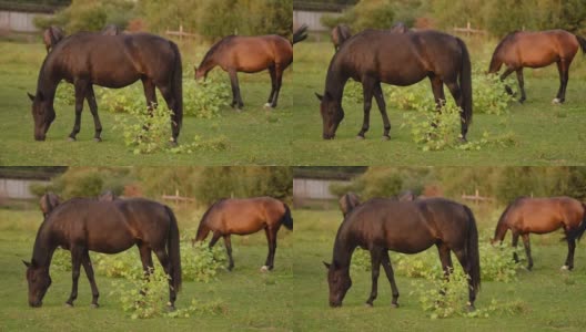 一群马在日落时吃草。马在草地上吃草。慢动作高清在线视频素材下载