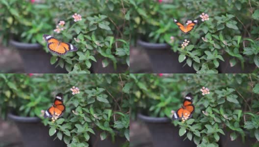 美丽的蝴蝶在花园里高清在线视频素材下载