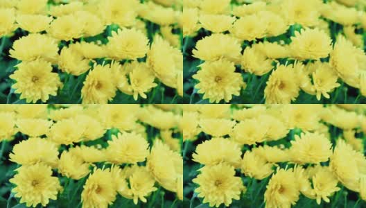黄色的菊花在花盆里。菊花在花园里。秋天的花。高清在线视频素材下载