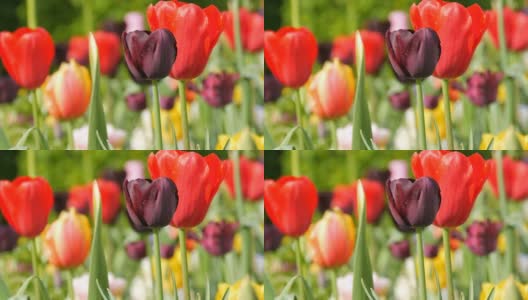 在世界著名的库肯霍夫皇家公园里，五彩缤纷的黑、黄、红、粉、白郁金香美丽地混合在一起。郁金香田近观荷兰，荷兰高清在线视频素材下载