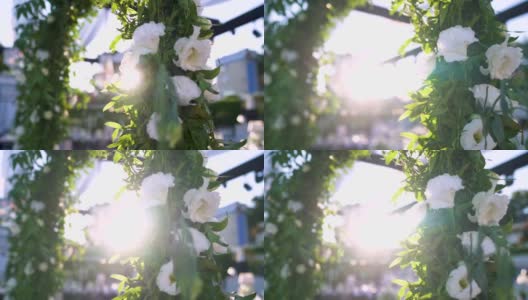 绿叶白玫瑰阳光，婚纱装饰镜头光晕高清在线视频素材下载