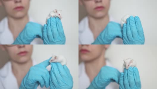 一个戴着蓝色橡胶手套的科学家手里拿着一只红眼睛的小白鼠。高清在线视频素材下载
