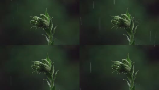 雨中的百合高清在线视频素材下载