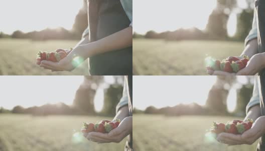 农夫手中的新鲜有机草莓高清在线视频素材下载