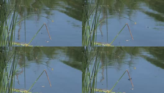 池塘边的绿芦苇和蜻蜓高清在线视频素材下载