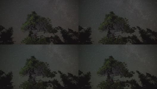 树梢上方的夜空高清在线视频素材下载