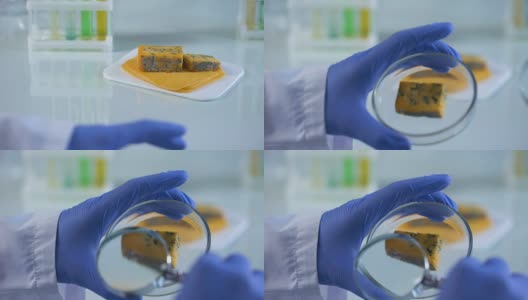 科学家用放大镜分析奶酪样本，营养质量高清在线视频素材下载