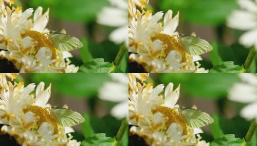 皮耶里斯黄铜白蝴蝶高清在线视频素材下载